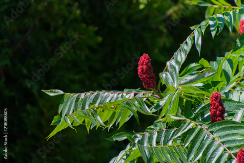 Bright red sumac flowers and green glossy leaves