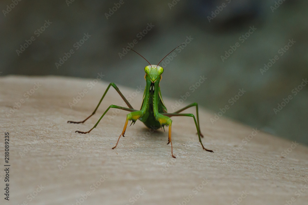 European praying mantis looking at camera European praying mantis looking at camera