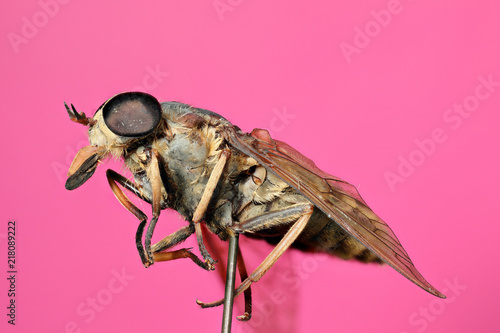 taon en focus stacking photo