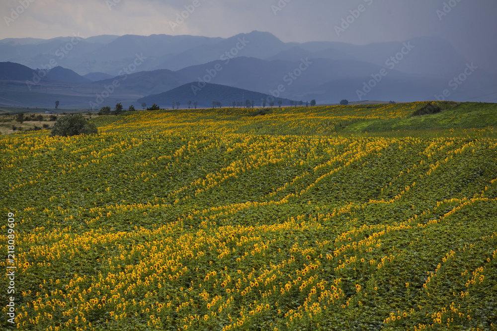Sunflower field Sunflower field