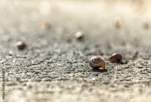 The shell of a snail lies on the road against a background of blurry sand