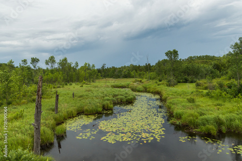 Lush landscape of swampy river with lily pads