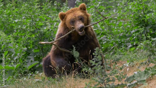 Kamchatka brown bear playing with twig