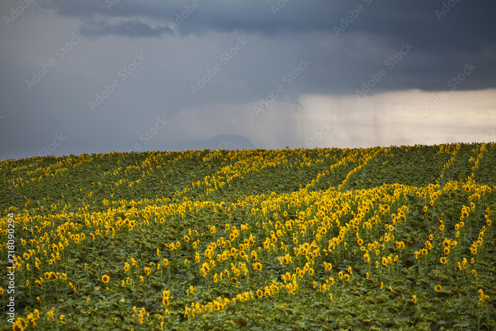 Obraz premium Sunflower field