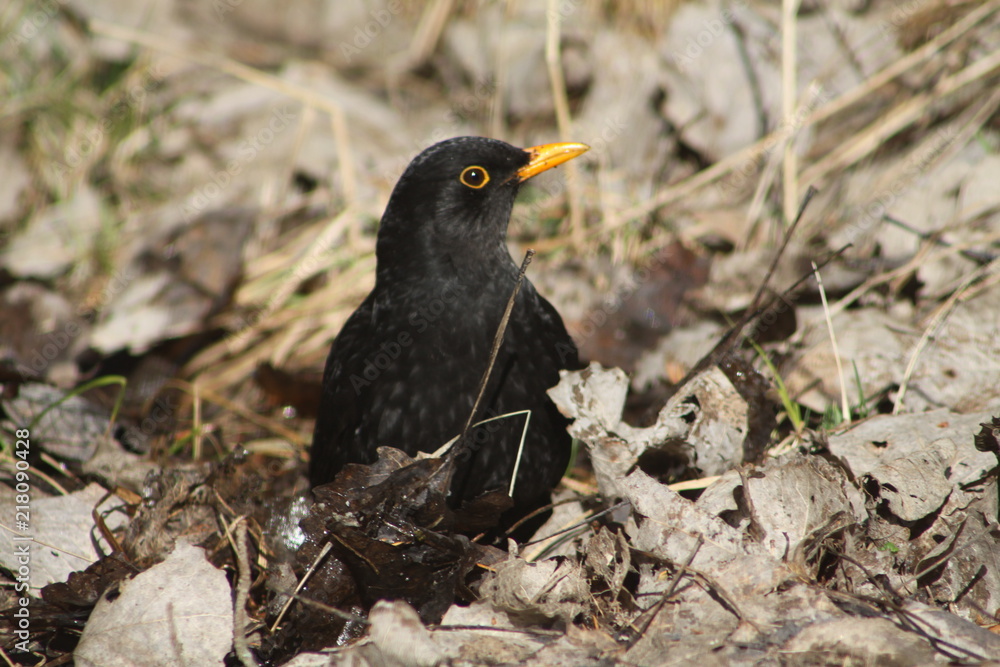 Black bird Black bird