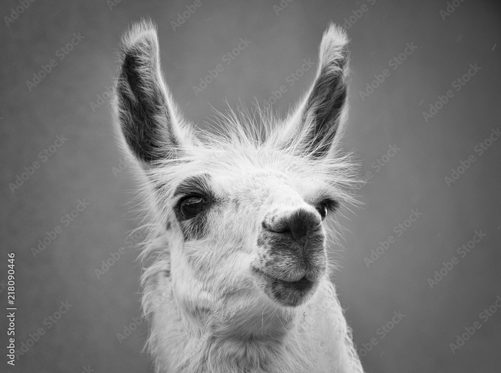 Portrait of a lama from the ZOO