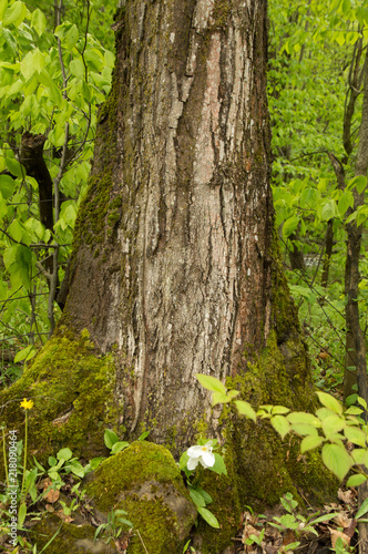 Maple tree trunk close-up with white trillium flower