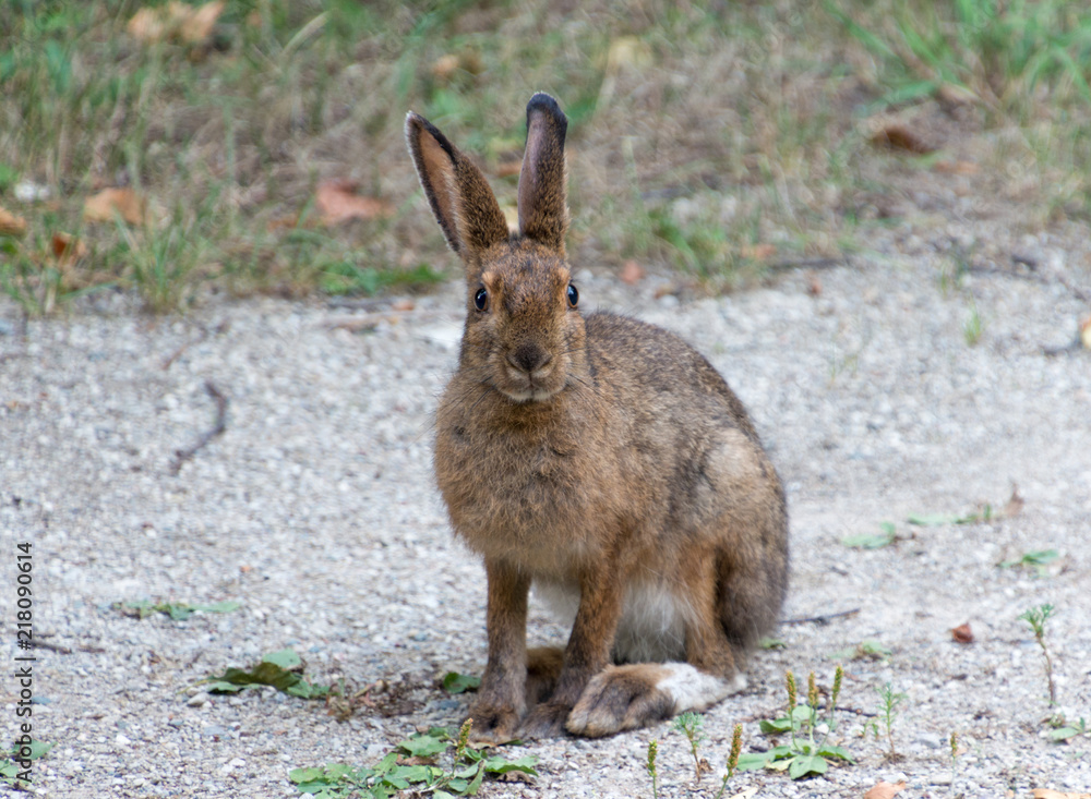 Snowshoe hare in summer with brown coat sitting Snowshoe hare in summer with brown coat sitting