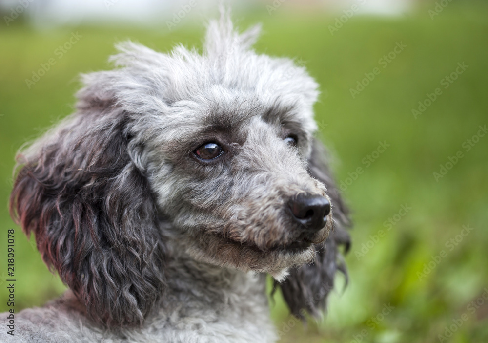 Poodle in the garden Poodle in the garden