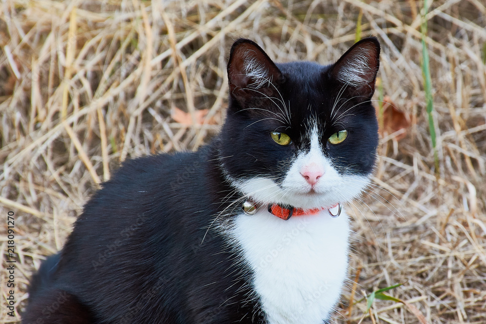 Schwarze Katze mit weißem Hals und Bauch mit einem Glöckchen am Halsband  sitzt auf trockenem Gras und schaut in die Kamera Stock-Foto | Adobe Stock