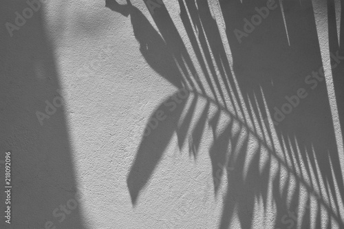 palm leaf shadow on cement wall - monochrome
