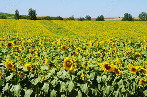 field of blooming sunflowers, Alentejo, Portugal