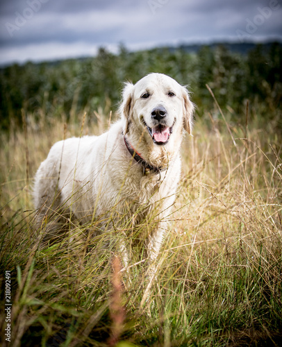 The Golden Retriever
