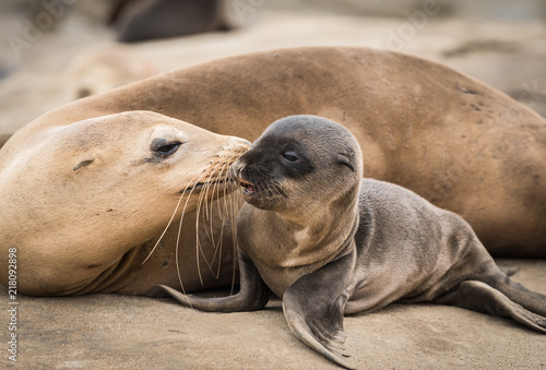 Sea Lion Pup and Mom Giving a Kiss on the Rocky Shore in La Jolla, California