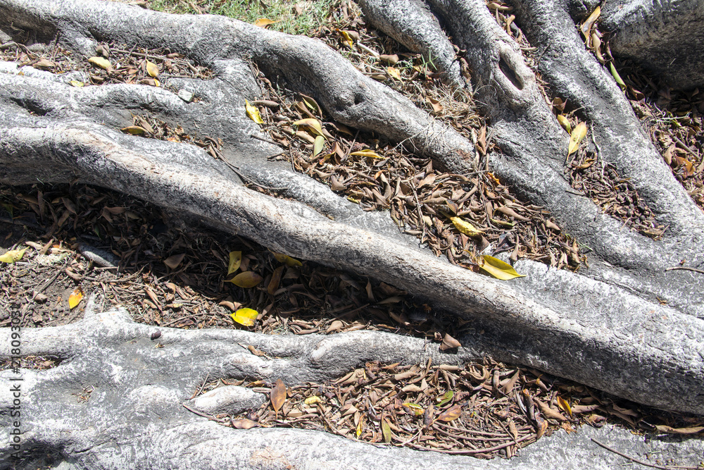 A view of old huge tree roots, leaves that can be used for backgrounds or abstract textures A view of old huge tree roots, leaves that can be used for backgrounds or abstract textures