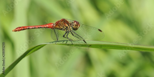 libellule rouge sur une herbe