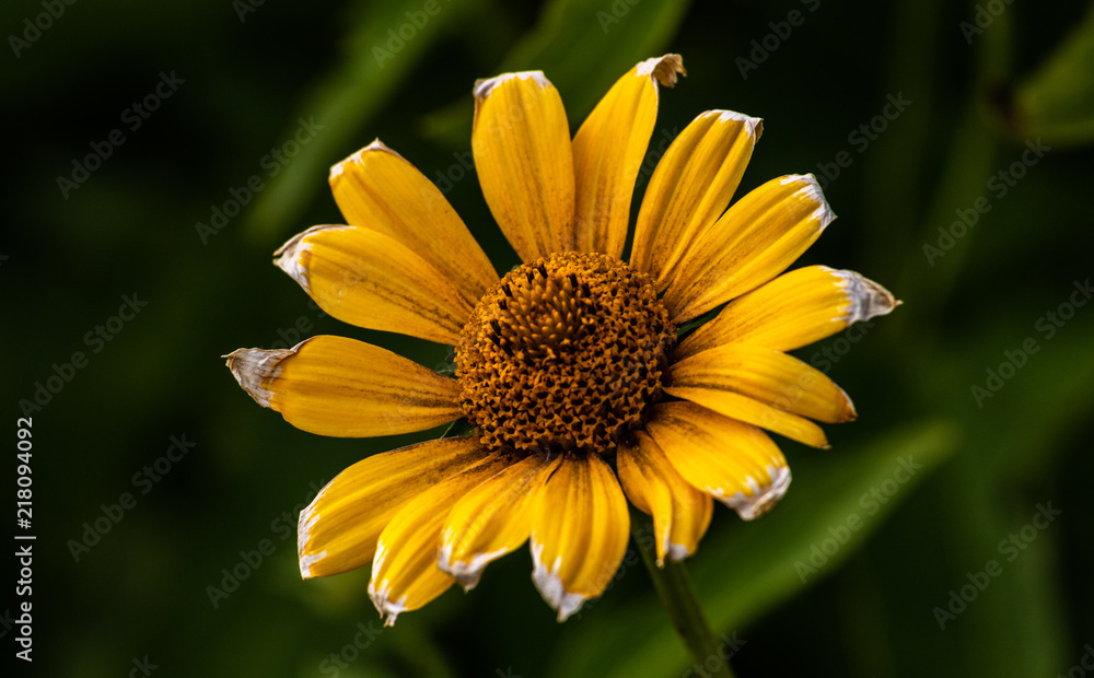 Fototapeta premium Sonnenauge Blüte gelbe Blume