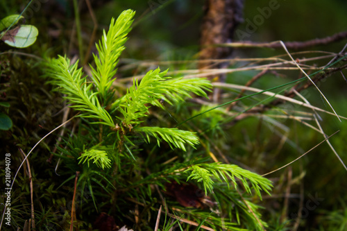 young spruce close up natural forest background small green fir 