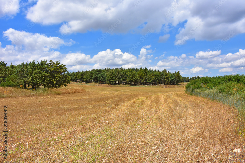 Italy, Puglia region, view and detail in the high Murgia area with trees, meadows,