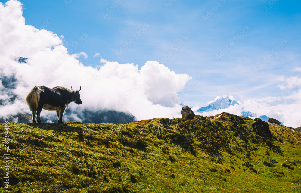 Himalayan yak with mountain view. Himalayan mountains covered yellow-green grass, blue sky with clouds. Mountain landscape. Way to the Everest base camp. Nepal, Himalayas.