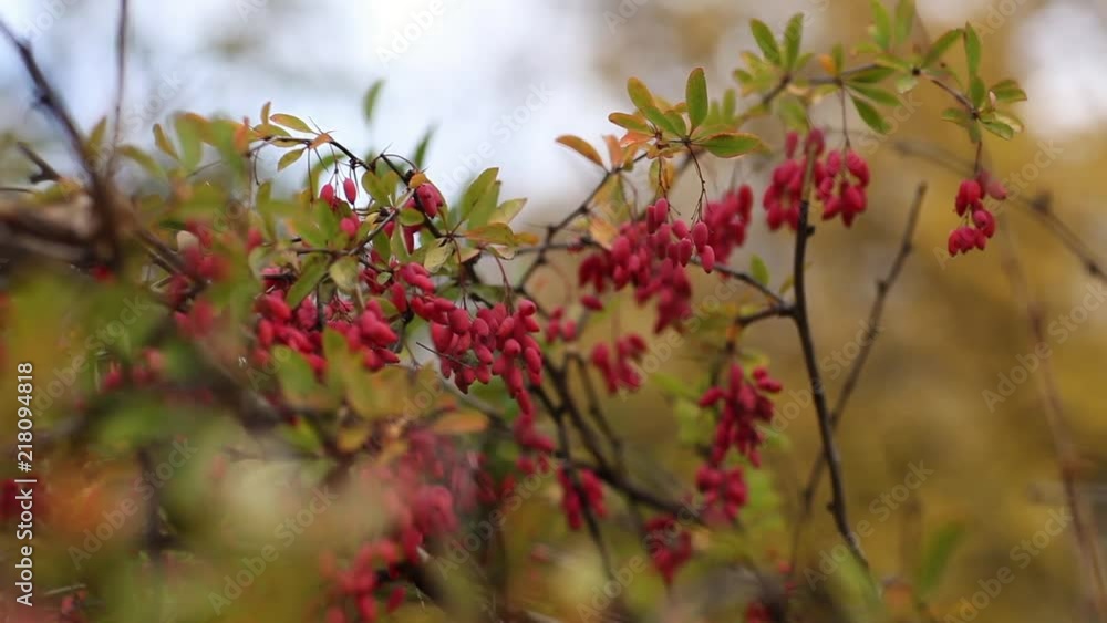 Closeup of goji berry plant, Red Berberis fruits and trees fall thunberg barberry is species of berberis vulgaris also known as common barberry european or simply barberry is a shrub Closeup Closeup of goji berry plant, Red Berberis fruits and trees fall thunberg barberry is species of berberis vulgaris also known as common barberry european or simply barberry is a shrub Closeup