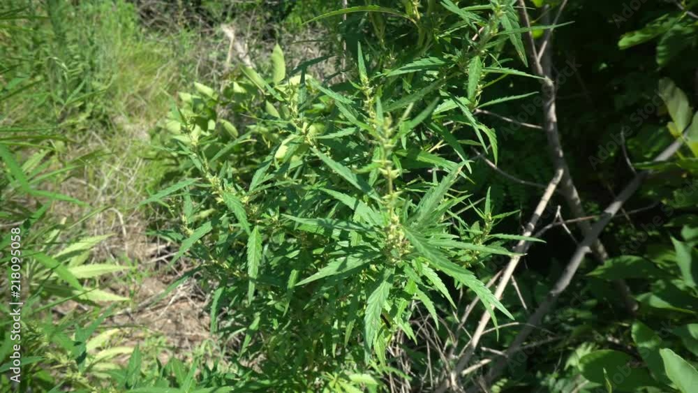 Cannabis leaf, marijuana swaying in the wind Cannabis leaf, marijuana swaying in the wind