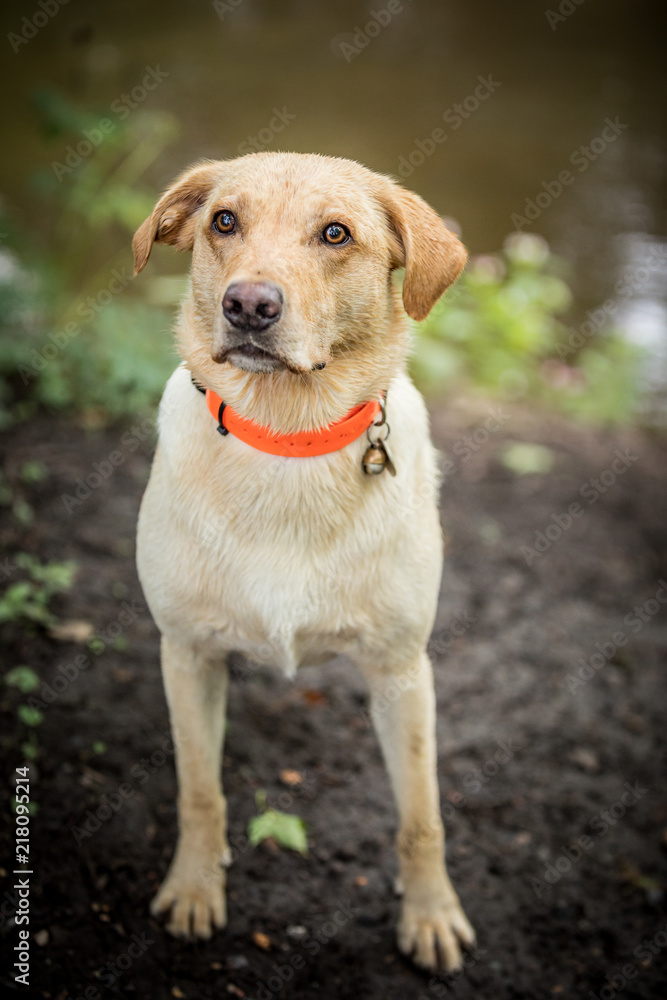 The Golden Labrador