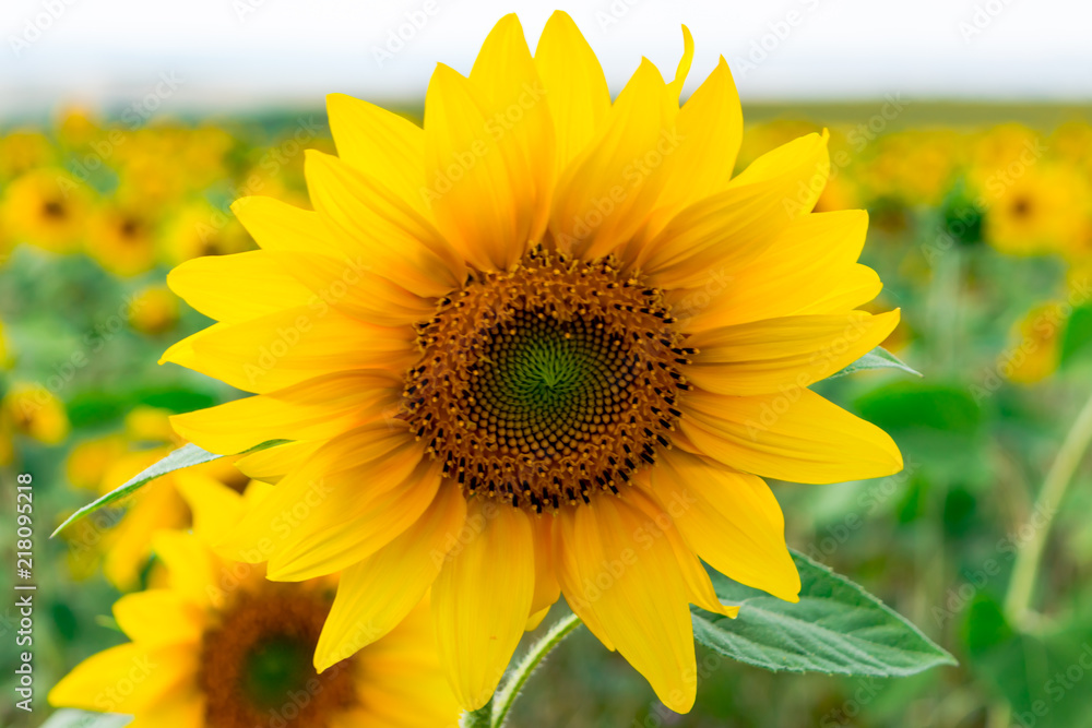 Fototapeta premium sunflower