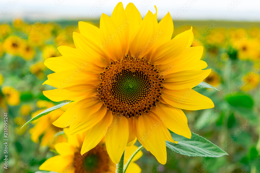 Obraz premium sunflower