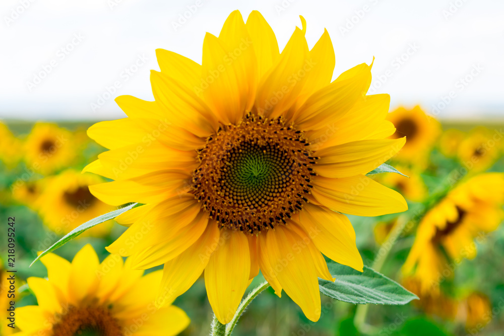 Fototapeta premium sunflower