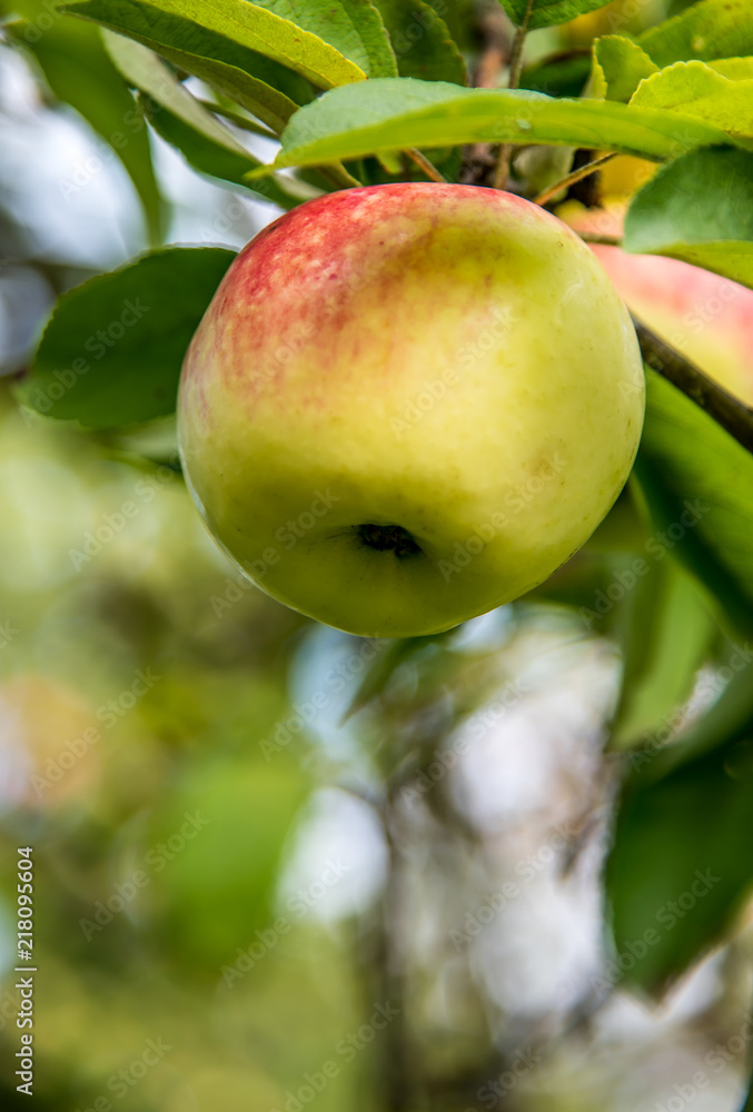 Obraz premium Juicy apple on a branch