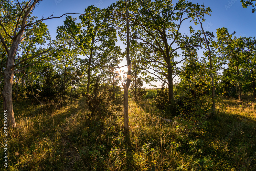 Fototapeta premium Sunshine in a forest