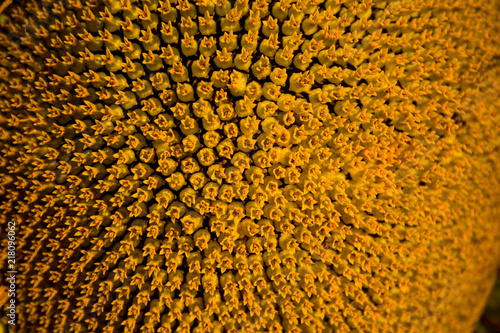 Spiral pattern in center of sunflower close up showing beautiful texture with neatly arrangement of nature creation