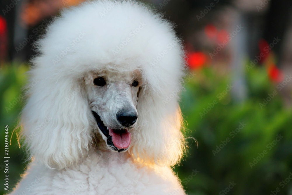 White kings poodle in the sunshine