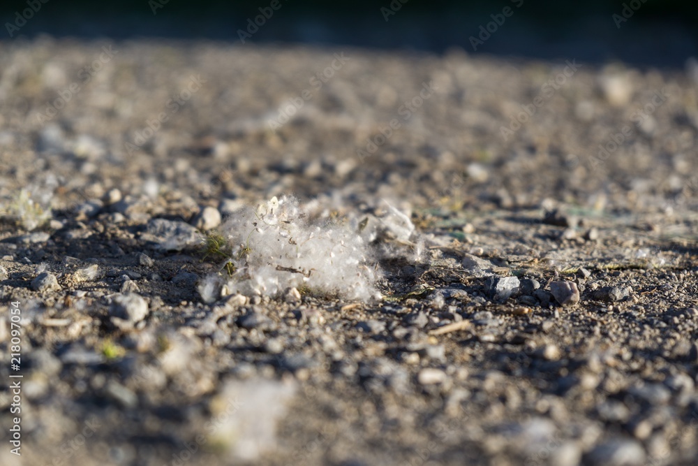 Seed flower pollen on the road. Slovakia Seed flower pollen on the road. Slovakia