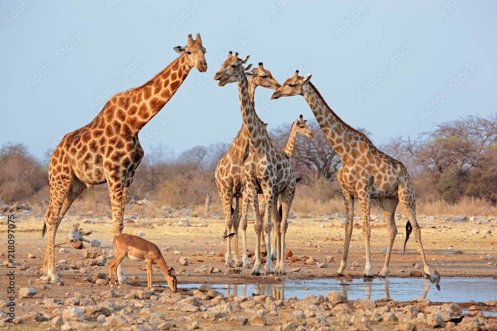 Fototapeta premium Stado żyraf (Giraffa camelopardalis) przy wodopoju, Park Narodowy Etosha, Namibia.