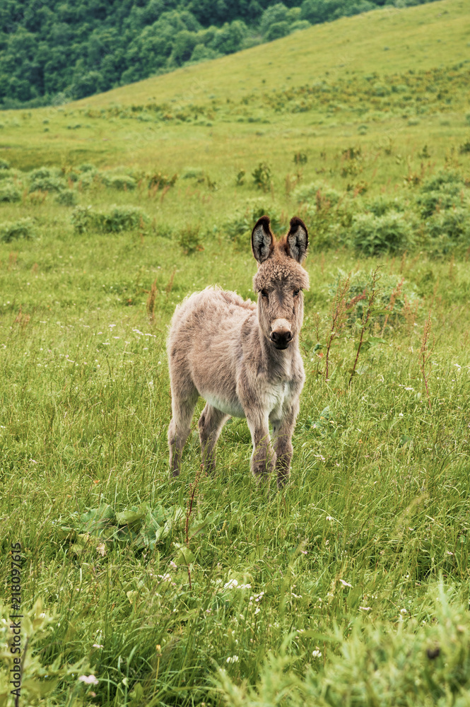 Portrait of a beautiful fluffy ass, Equus asinus, in the middle of a green meadow. On a sunny morning Portrait of a beautiful fluffy ass, Equus asinus, in the middle of a green meadow. On a sunny morning