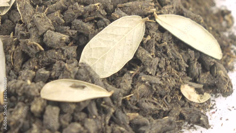 Ivan tea with leaves of cowberry