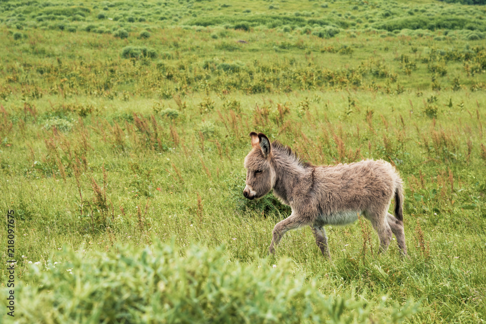 Portrait of a beautiful fluffy ass, Equus asinus, in the middle of a green meadow. On a sunny morning Portrait of a beautiful fluffy ass, Equus asinus, in the middle of a green meadow. On a sunny morning