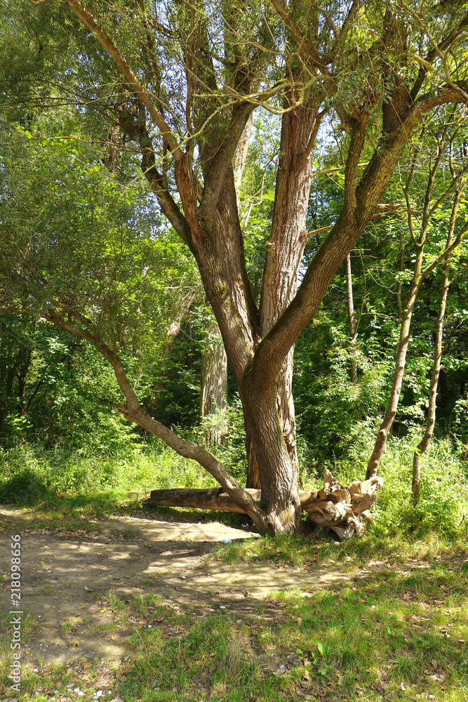 Isarauen, Bavaria, green and beautiful tree close on thel riverbank of Isar river near Munich in summer Isarauen, Bavaria, green and beautiful tree close on thel riverbank of Isar river near Munich in summer