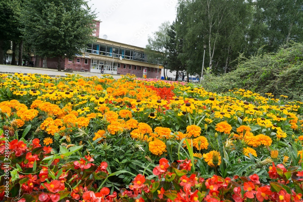Obraz premium Colorful flowers. Slovakia