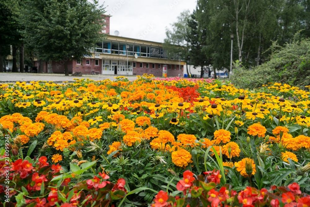 Colorful flowers. Slovakia