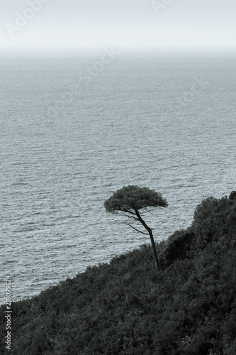 Lonely Tree