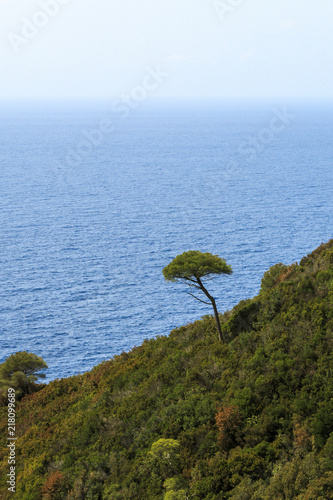 Lonely Tree at the Coast