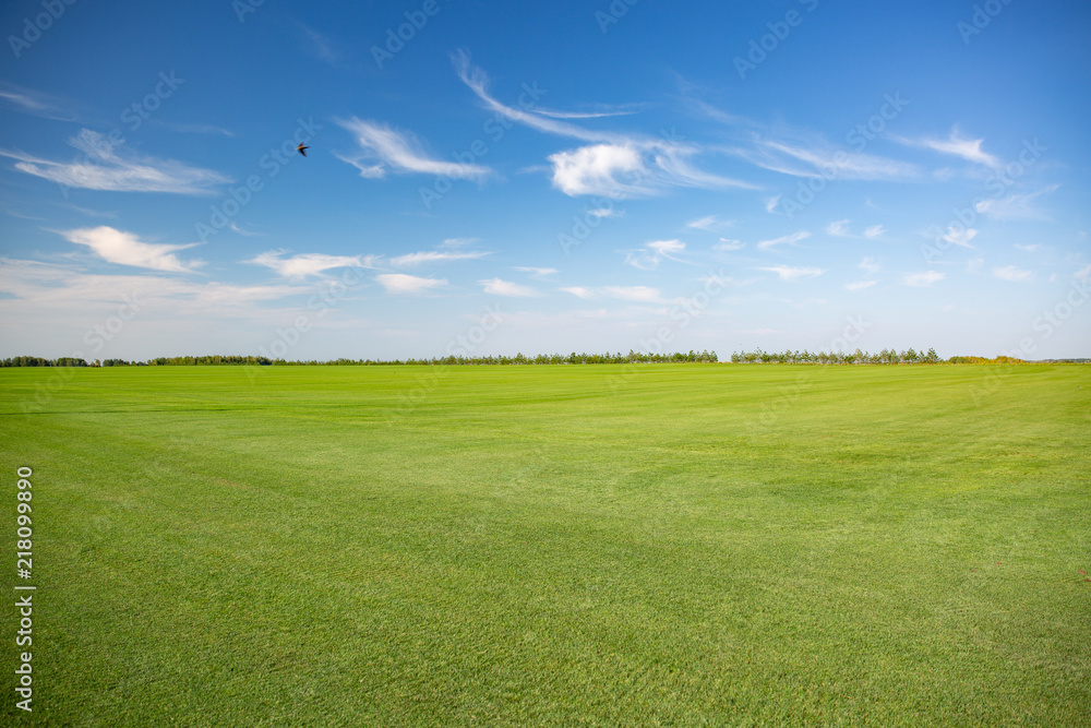 Obraz premium green meadow and trees landscape in the nature park