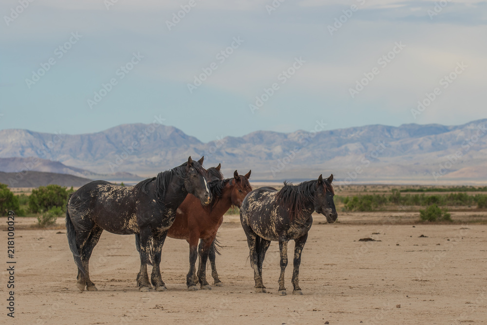 Wild Horses in the Utah Desert in Sumemr