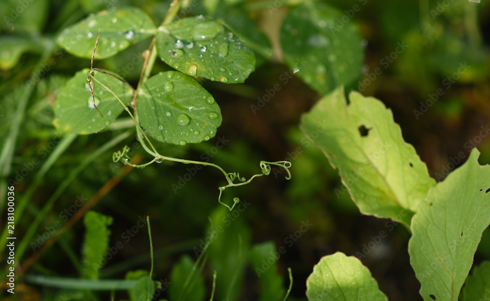 green pea pods on branches with dew drops
green pea pods on branches with dew drops