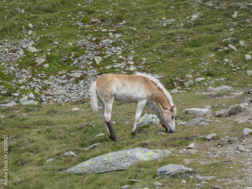brown foal in the mountains
