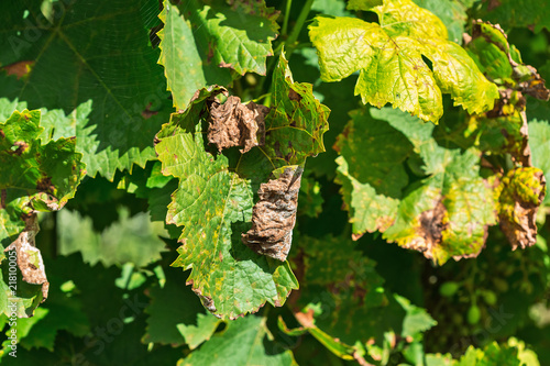 A dangerous disease of grape Mildew - downy mildew ( lat. Of plasmopara viticola ) photo