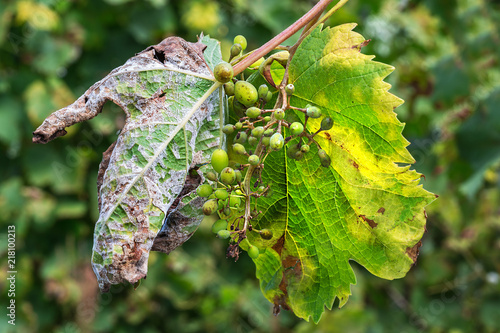Fotografiet A dangerous disease of grape Mildew - downy mildew ( lat